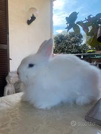 Coniglio nano
