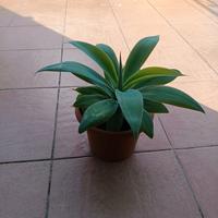 Pianta aloe