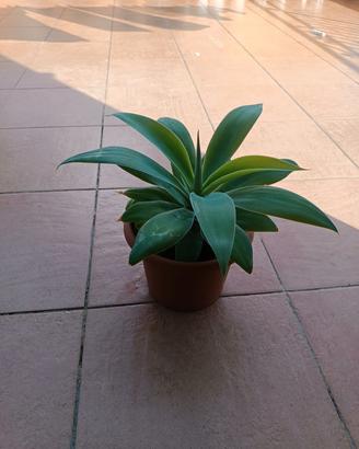 Pianta aloe