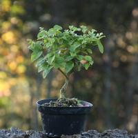 Bonsai Ligustro 