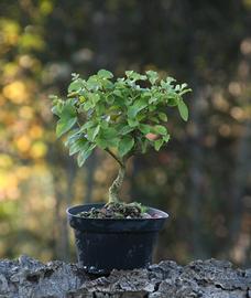 Bonsai Ligustro 