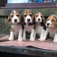 Cuccioli Beagle Elisabeth