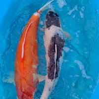 Carpa Koi laghetto