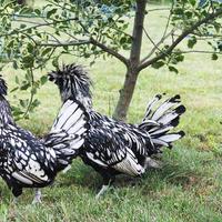 Galline Moroseta, Araucana, Padovana, Marans