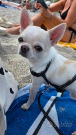 Chihuahua per monta