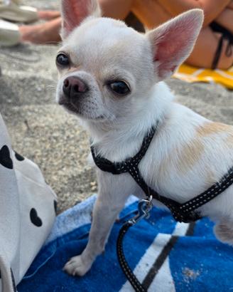 Chihuahua per monta