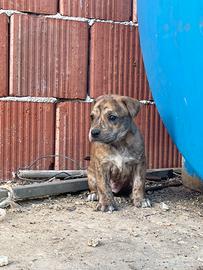 Cuccioli di Pitbull Red Nouse incrocio