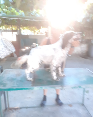 Setter inglese 2