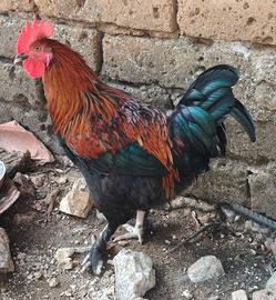 Gallo marans nero ramato