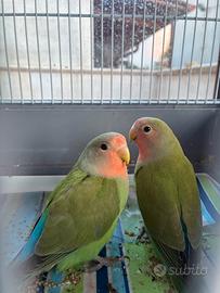 Pappagalli inseparabili