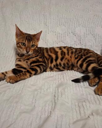 cuccioli di gatto del bengala 