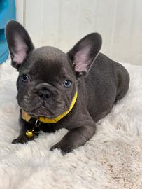Bulldog francese