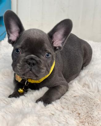 Bulldog francese