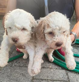 Lagotto romagnolo