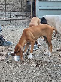 Animali - cani