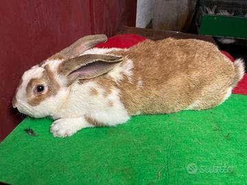 Vendita conigli giganti