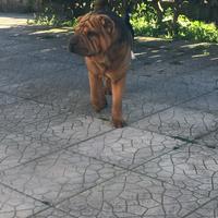 Sharpei per monta