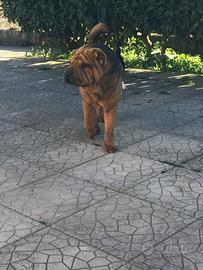 Sharpei per monta