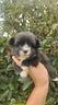 maltipoo-salerno-