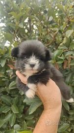 Maltipoo Salerno 