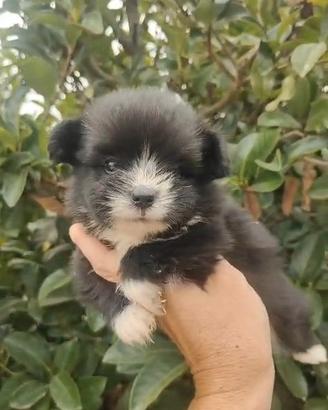 Maltipoo Salerno 