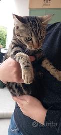 Gattino
