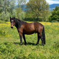 Cavallo del Catria