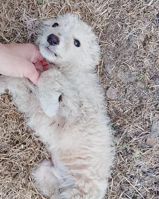 Addotta cucciolo