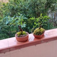 mini bonsai di rosa 