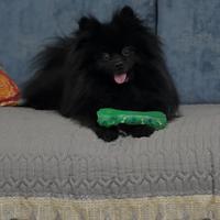 Spitz tedesco piccolo Disponibile per monte