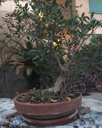 bonsai ficus