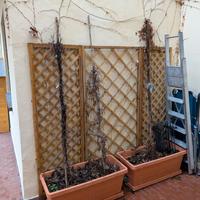 3 Parthenocissus Veitchii Adulte con Traliccio