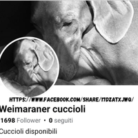 Weimaraner