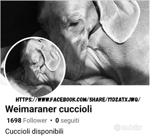 Weimaraner