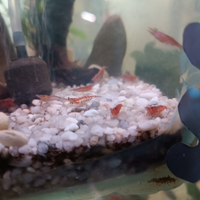 Gamberetti Red Cherry