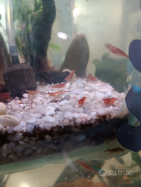 Gamberetti Red Cherry