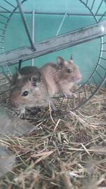 Sciatoli del Cile con teca grande