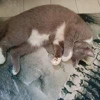 Gatti di un anno sterilizzati