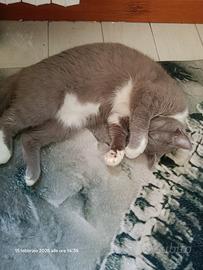 Gatti di un anno sterilizzati