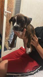 Pit Bull amstaff