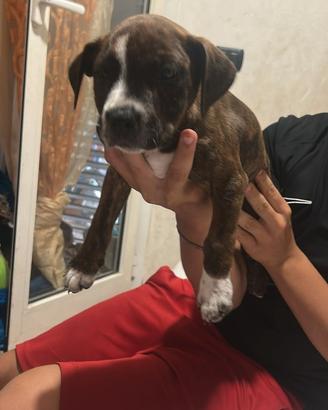 Pit Bull amstaff