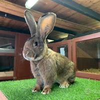 Conigli Giganti delle Fiandre