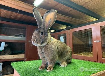 Conigli Giganti delle Fiandre