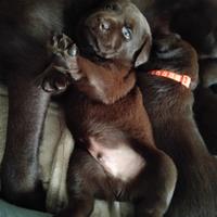Cuccioli labrador cioccolato