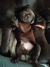 Cuccioli labrador cioccolato