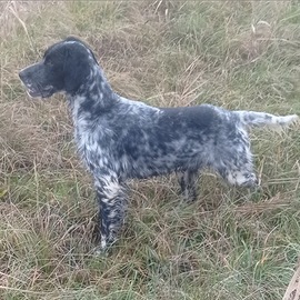 Setter 7 mesi