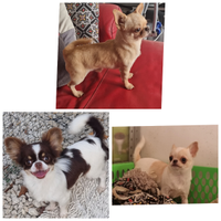 Chihuahua per monta