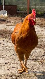 Gallo