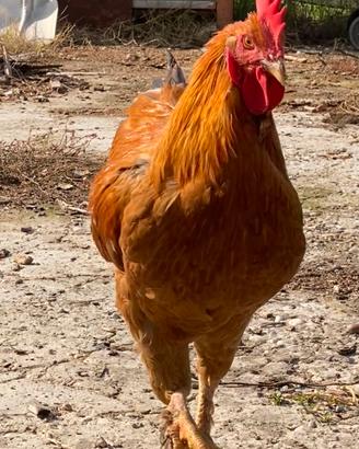 Gallo