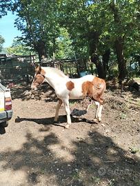 Puledro